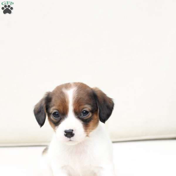 Charlie, Cavalier King Charles Mix Puppy