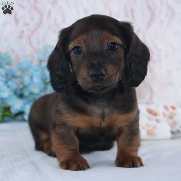 Hayden, Dachshund Puppy