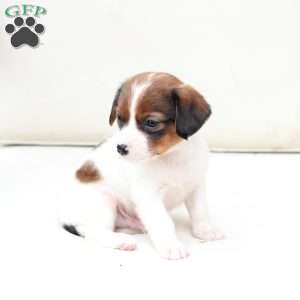 Charlie, Cavalier King Charles Mix Puppy