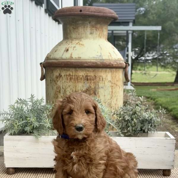 Shadow, Goldendoodle Puppy
