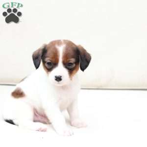 Charlie, Cavalier King Charles Mix Puppy