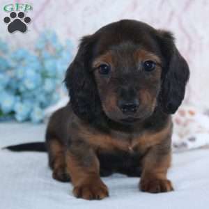 Hayden, Dachshund Puppy