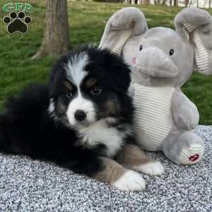 Cooper, Miniature Australian Shepherd Puppy