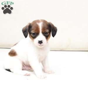 Charlie, Cavalier King Charles Mix Puppy