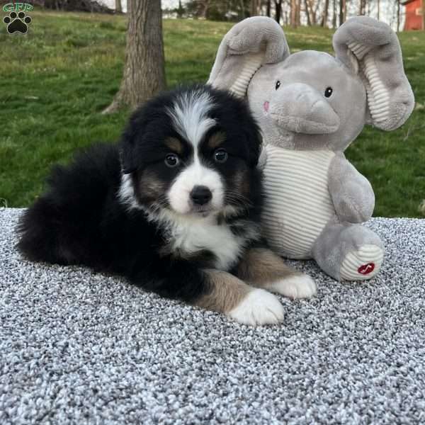 Cooper, Miniature Australian Shepherd Puppy