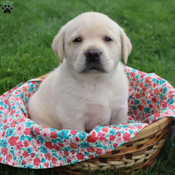 Irene, Yellow Labrador Retriever Puppy