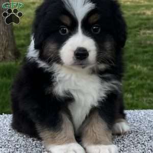 Cooper, Miniature Australian Shepherd Puppy