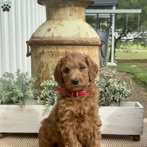 Stella, Goldendoodle Puppy