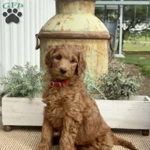 Stella, Goldendoodle Puppy