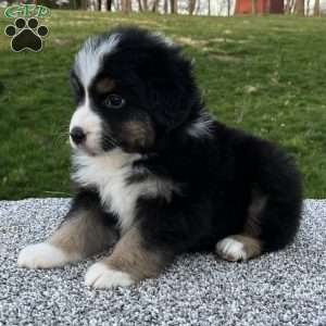 Cooper, Miniature Australian Shepherd Puppy