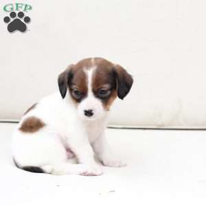 Charlie, Cavalier King Charles Mix Puppy