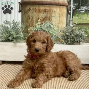 Stella, Goldendoodle Puppy