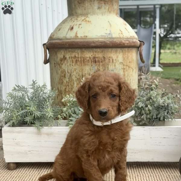 Sally, Goldendoodle Puppy