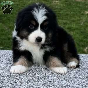 Cooper, Miniature Australian Shepherd Puppy