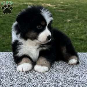 Cooper, Miniature Australian Shepherd Puppy