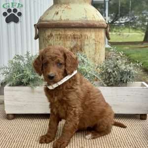Sally, Goldendoodle Puppy