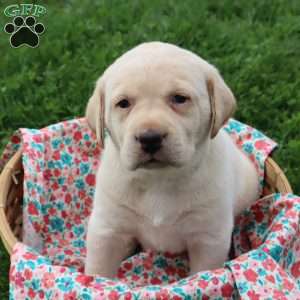 Ida, Yellow Labrador Retriever Puppy