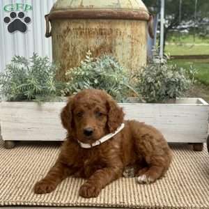 Sally, Goldendoodle Puppy