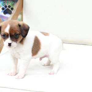 Walter, Cavalier King Charles Mix Puppy