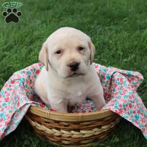 Ida, Yellow Labrador Retriever Puppy