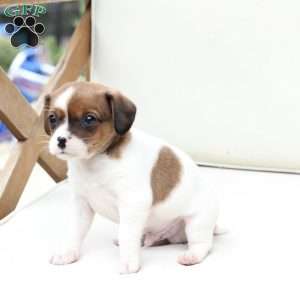 Walter, Cavalier King Charles Mix Puppy