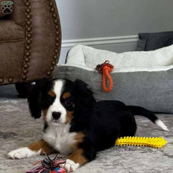 Maple, Miniature Bernese Mountain Dog Puppy