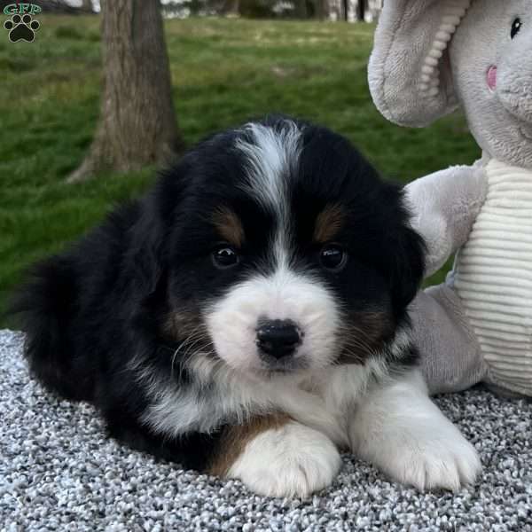 Cole, Miniature Australian Shepherd Puppy