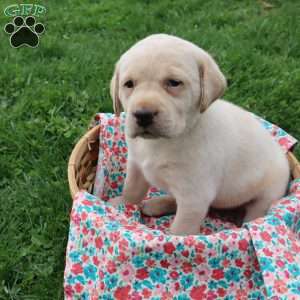 Ida, Yellow Labrador Retriever Puppy