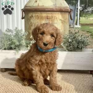 Smokey, Goldendoodle Puppy