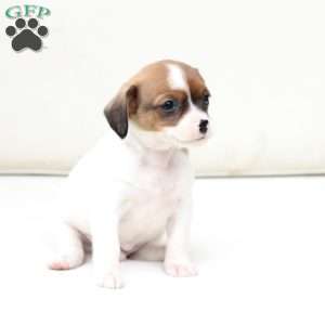 Walter, Cavalier King Charles Mix Puppy