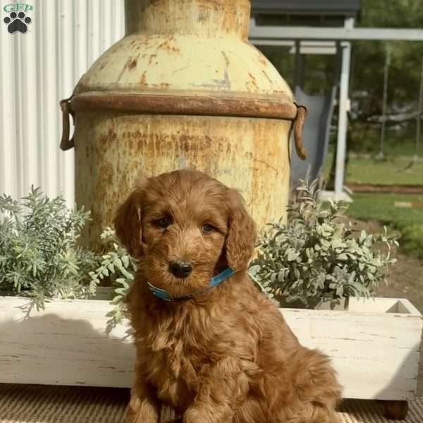 Smokey, Goldendoodle Puppy