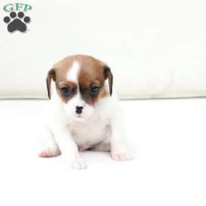 Walter, Cavalier King Charles Mix Puppy