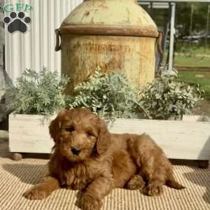 Smokey, Goldendoodle Puppy