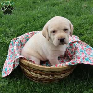 Ida, Yellow Labrador Retriever Puppy