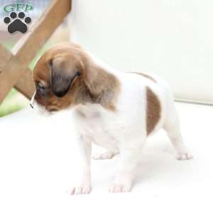 Walter, Cavalier King Charles Mix Puppy