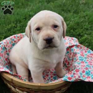 Ida, Yellow Labrador Retriever Puppy