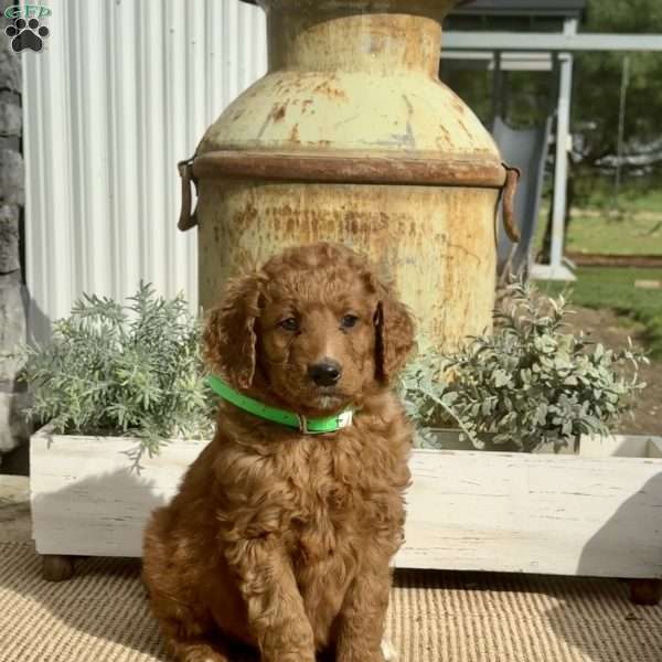 Sassy, Goldendoodle Puppy
