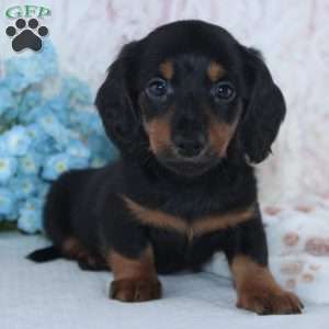 Hunter, Dachshund Puppy