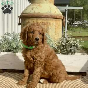 Sassy, Goldendoodle Puppy