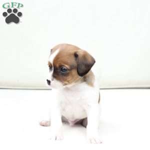 Walter, Cavalier King Charles Mix Puppy