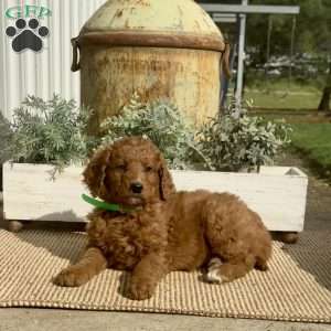 Sassy, Goldendoodle Puppy