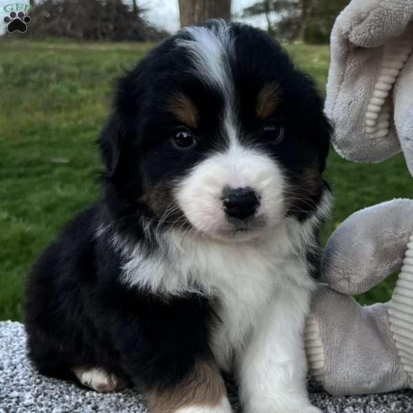 Cole, Miniature Australian Shepherd Puppy