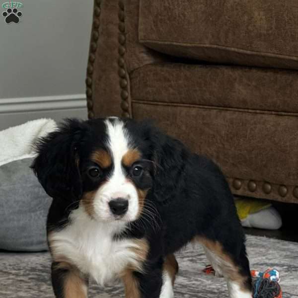 Hazel, Miniature Bernese Mountain Dog Puppy