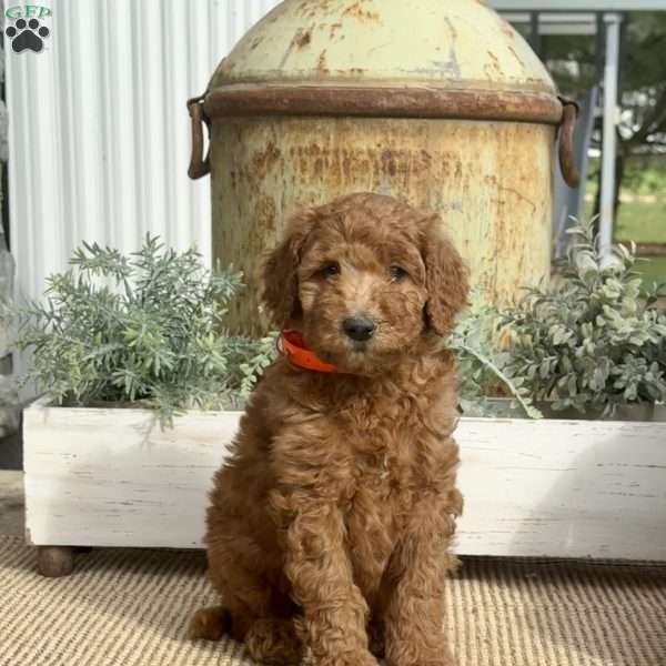 Sophie, Goldendoodle Puppy