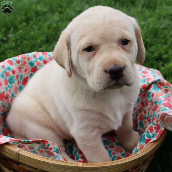 Ida, Yellow Labrador Retriever Puppy
