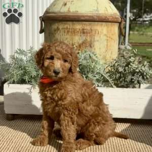 Sophie, Goldendoodle Puppy