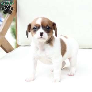 Walter, Cavalier King Charles Mix Puppy