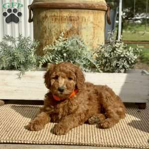 Sophie, Goldendoodle Puppy