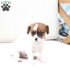 Walter, Cavalier King Charles Mix Puppy