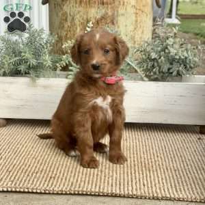 Summer, Goldendoodle Puppy